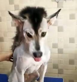 哈士奇被主人摧残得不了狗样了，太凄惨了，真让人心痛！