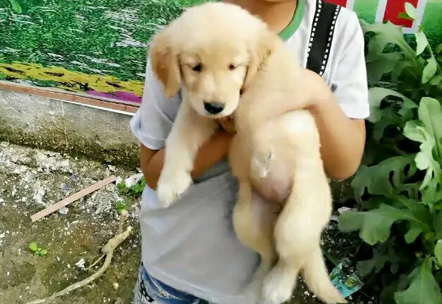 儿子带金毛去玩，結果自身回家了，狗：我该怎么办