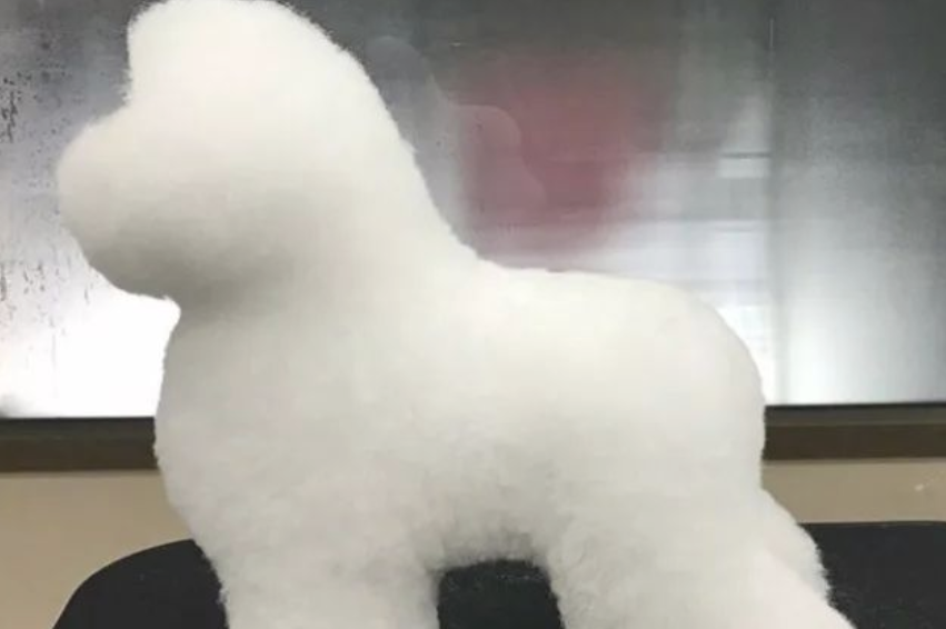 狗狗去美容,結果变为一大团肥皂泡,害怕拿水一冲就没有了 狗狗去美容,結果变为一大团肥皂泡,害怕拿水一冲就没有了