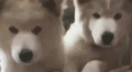 聪明的狗狗都是会耍的“小脾气”，你们家狗狗有没有？