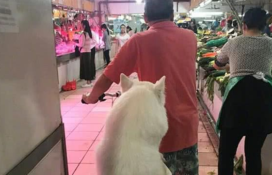 爷爷养大的肥狗!萨摩耶犬坐在自行车后座逛菜场,胖到屁股塞不下 爷爷养大的肥狗!萨摩耶犬坐在自行车后座逛菜场,胖到屁股塞不下