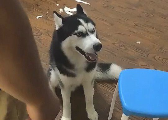 呆萌哈士奇从铁笼内逃离，在家里捣蛋，惹恼猫奴