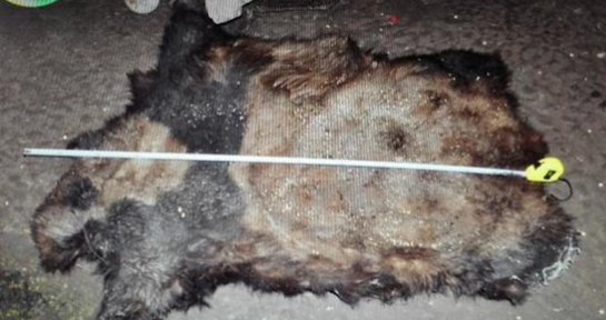 云南破获一起“猎杀大熊猫案” 村民因羊被咬死猎杀 云南破获一起“猎杀大熊猫案” 村民因羊被咬死猎杀