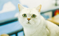 猫快生产的时候会什么表现