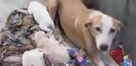 怀孕狗狗被赶出家，依靠垃圾为生，还生下可爱的狗宝！ 