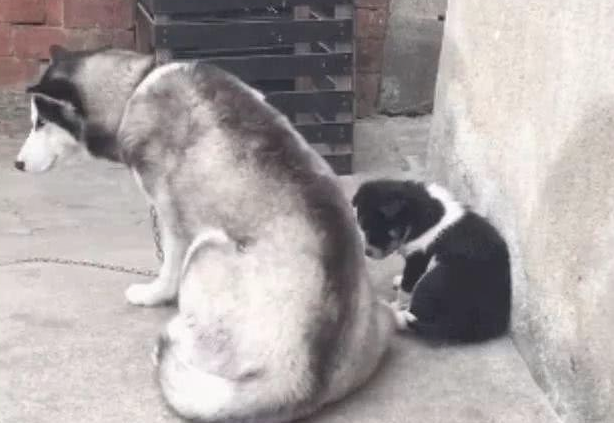 二哈被田园犬祸害后，生下的孩子变了很多，满脸嫌弃的表情，讨打！