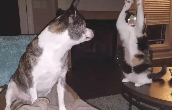 猫猫袭击狗狗未遂，以便减轻难堪的局势
