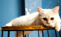 小猫心脏不好会有什么症状