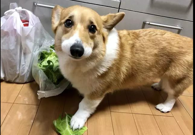 柯基偷食油麦菜，被发觉后还尤其伤心的表情，觉得是油麦菜在欺压它！