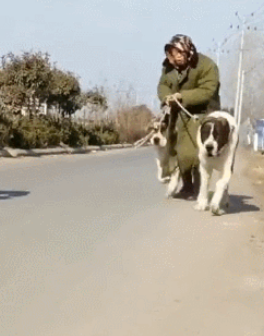 女人包包被恶人抢,二只狗狗帮讨回,結果狗主人悲剧了! 女人包包被恶人抢,二只狗狗帮讨回,結果狗主人悲剧了!