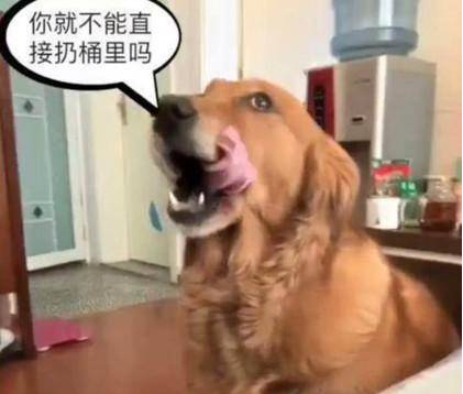 铲屎官乱丢瓜子壳，金毛不满意竟用来这东西，网民看过羡慕不已