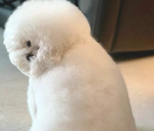 狗狗生气了不理人，当它扭头的那一刻主人笑出眼泪了，你的颈部呢？