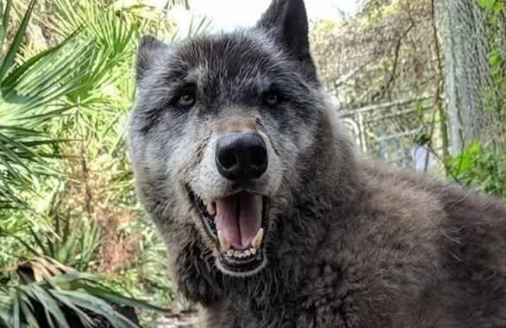 灰狼、西伯利亚雪橇犬、德国牧羊犬杂交，这么大的狼狗你见过吗？