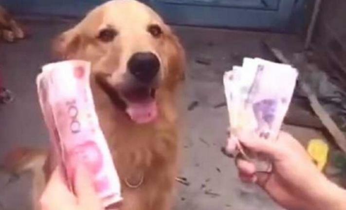 主人拿钞票检测金毛,这货却只专挑红色毛主席,智力真是简直了 主人拿钞票检测金毛,这货却只专挑红色毛主席,智力真是简直了