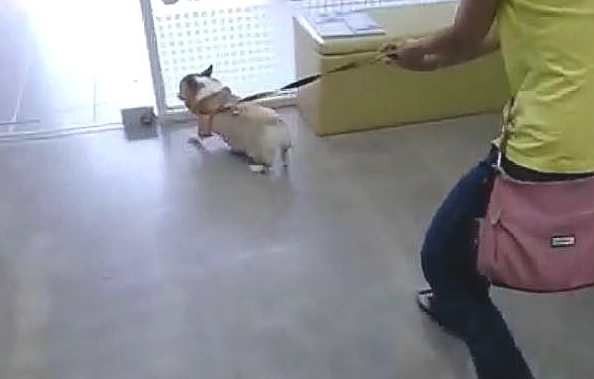 柯基被住宿七天,见到主人后绳索差点儿绷断,柯基:你还知道回家! 柯基被住宿七天,见到主人后绳索差点儿绷断,柯基:你还知道回家!