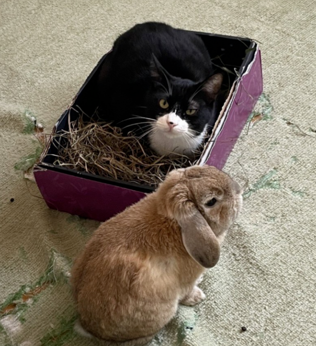 养了一只猫,又养了一只小兔子…于是猫猫就有了小兔子背包! 养了一只猫,又养了一只小兔子…于是猫猫就有了小兔子背包!