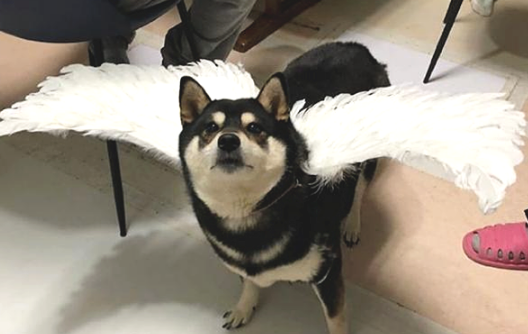 柴犬被显摆一番后,冲着摄像镜头持续充放电:要我站在维密天使的演出舞台吧 柴犬被显摆一番后,冲着摄像镜头持续充放电:要我站在维密天使的演出舞台吧