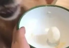 主人叫金毛去买饭，金毛听后，这行为让主人要喷饭！