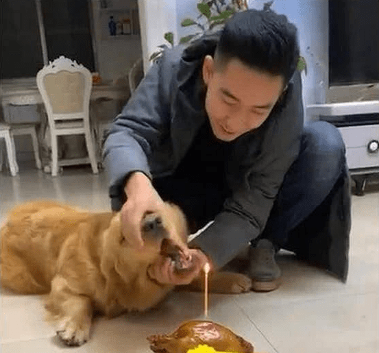 给金毛生日日,为了更好地让金毛吹蜡烛,主人家使出浑身解数 给金毛生日日,为了更好地让金毛吹蜡烛,主人家使出浑身解数