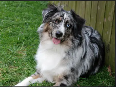 澳大利亚牧羊犬趴下训练方法,感兴趣的可以看看~ 澳大利亚牧羊犬趴下训练方法,感兴趣的可以看看~