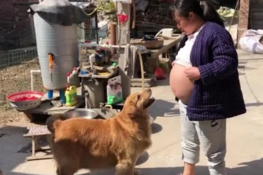 女生将要生产制造，当她应对金毛外露大肚后，金毛的个人行为却令人惊讶