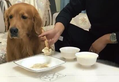主人吃饺子，让金毛在一边看见，连汤都不许狗狗喝，金毛怒了