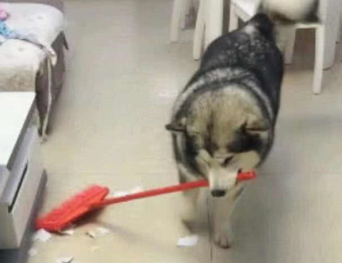 阿拉斯加犬搞破坏,把家搞成垃圾池,主人用来扫帚让它清除不良影响