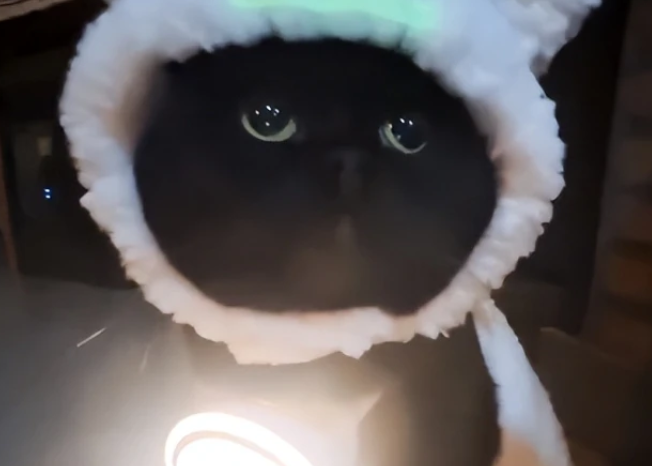 网红敦敦猫因胰腺炎去世，主人：真希望走的那个人是我