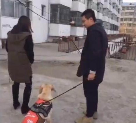 和朋友演戏把金毛卖了，金毛当真，我离开后它的反映太令我打动了
