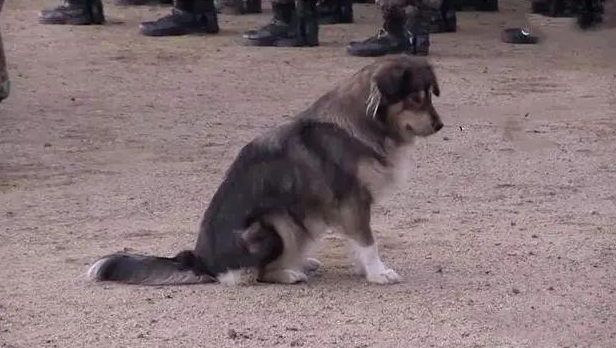 流浪犬闯进部队后，被送到十公里外收容所，狗狗却跑回家坚持参军入伍
