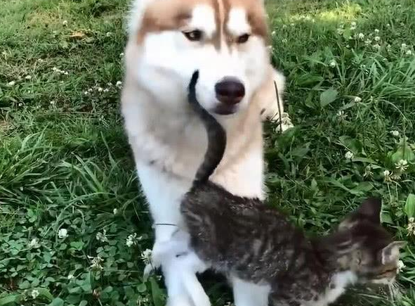 自打有一只小奶猫在,呆萌的二哈就不折腾,还很奇妙地平静下来!