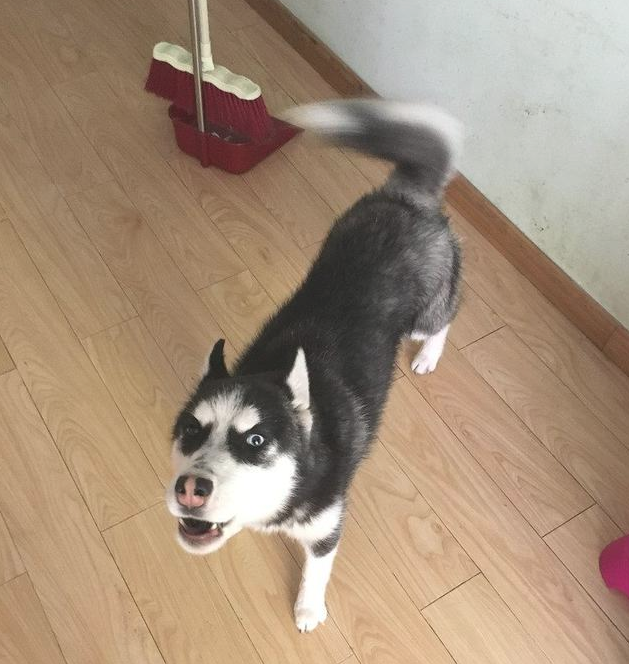哈士奇发觉主人家偷自身犬粮，一气之下竟把主人家锁上在家里门口！