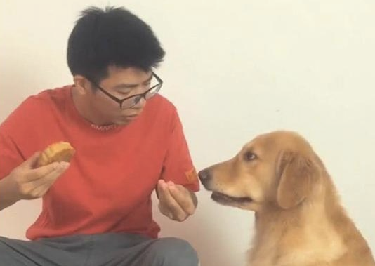 主人家蓄意只掰了一点儿中秋月饼给金毛吃,它看不上的翻眼:欺骗谁呢? 主人家蓄意只掰了一点儿中秋月饼给金毛吃,它看不上的翻眼:欺骗谁呢?