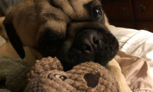 巴哥犬不小心将阿嬷反锁车外 坐车内露超淡定表情 巴哥犬不小心将阿嬷反锁车外 坐车内露超淡定表情