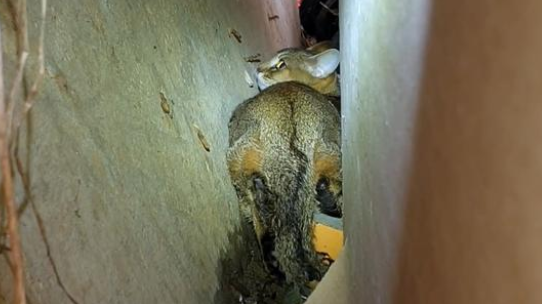主人忘记封窗，致使名贵品种猫从楼上跳下，找到时猫咪还在发抖