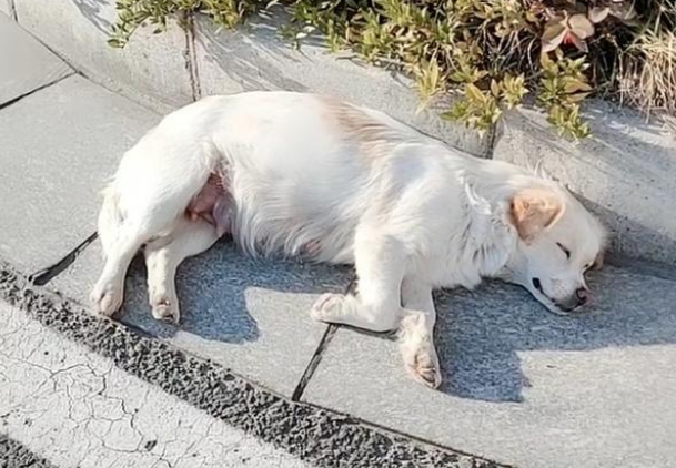 现实版“忠犬八公”，火车站苦等主人一年，好心人用爱将其感化