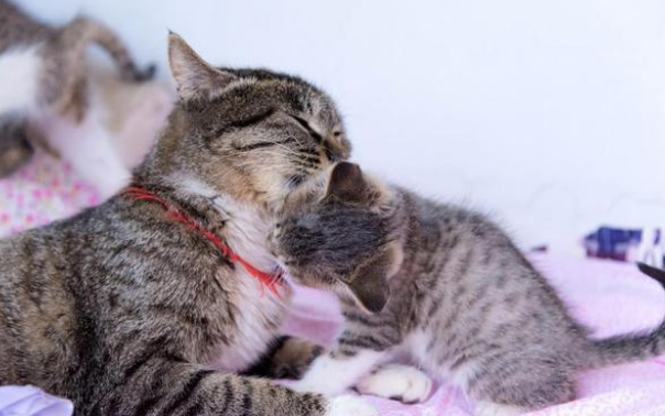 怀孕母猫被困家中20天，主人回来时，小奶猫竟长这么大了