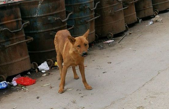 网民见到一头流浪狗在垃圾箱旁边，好像在找吃的，见到人就跑