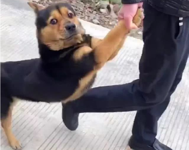 田园犬跑出大门释放自己,被主人家拉着前腿捉回家了,我就很怕了 田园犬跑出大门释放自己,被主人家拉着前腿捉回家了,我就很怕了