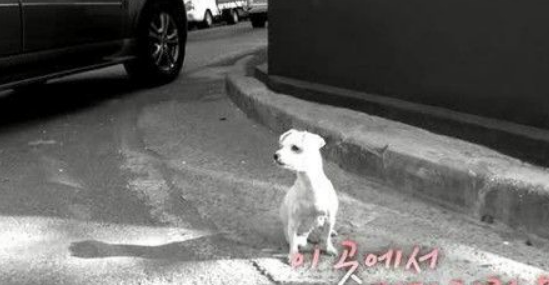 你在这等着！忠犬因为主人的谎言等候十年
