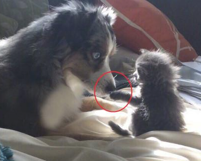 抱了只小奶猫回家,狗狗发觉后,它的个人行为令人羡慕嫉妒 抱了只小奶猫回家,狗狗发觉后,它的个人行为令人羡慕嫉妒