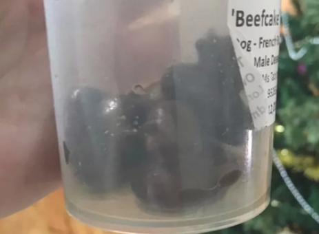 4只鸭子在狗狗肚子里待了1月,不良影响太严重 4只鸭子在狗狗肚子里待了1月,不良影响太严重