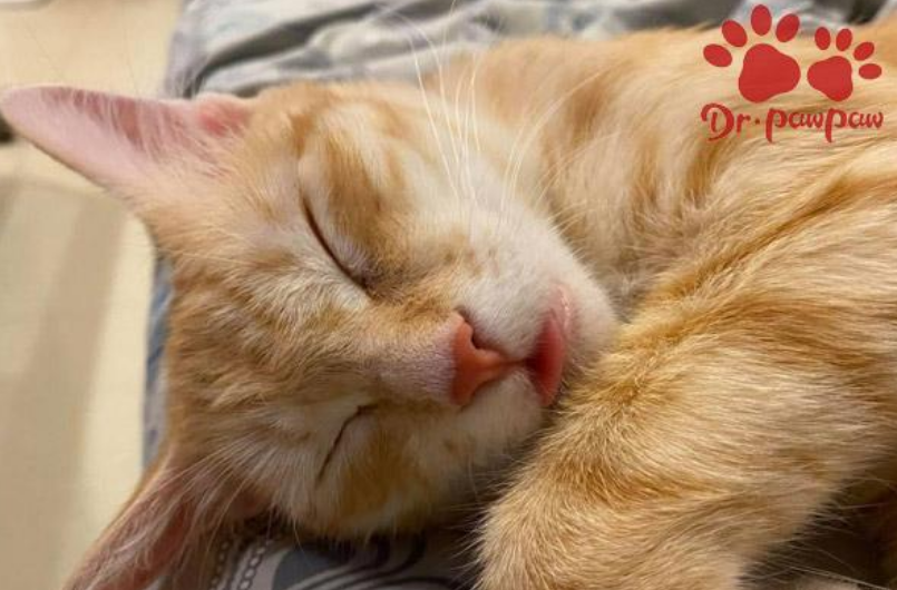 普安特帮你解答：猫咪太瘦和铲屎官有没有关系