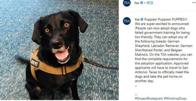 又一批小警犬遭淘汰，原因竟然是这三个！难怪网友都抢着领养！