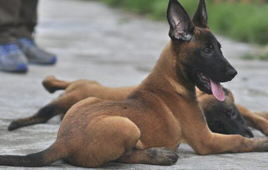 献给这6种担任缉毒犬的狗狗！他们讨人喜欢可敬