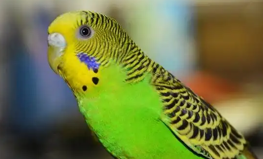 虎皮鹦鹉怎么养我来告诉你答案