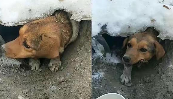 藏在雪天里的流浪狗母亲宁可自己饿着，都不离开宝宝一步，真伟大