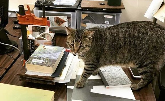 图书馆的虎斑猫露西 强项卖萌也能认真工作 图书馆的虎斑猫露西 强项卖萌也能认真工作