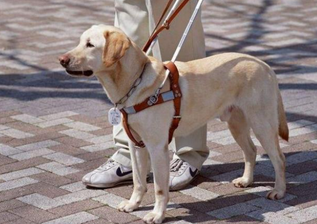 拉布拉多寻回犬和拉布拉多猎犬的区别