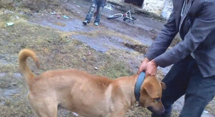 比特犬下乡爆打乡下狗,遭遇几十兄弟围堵复仇,媲美欧美大片 比特犬下乡爆打乡下狗,遭遇几十兄弟围堵复仇,媲美欧美大片
